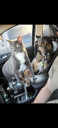 Lost Male Cat last seen Stevens dr & old hearne rd, Bryan, TX 77803