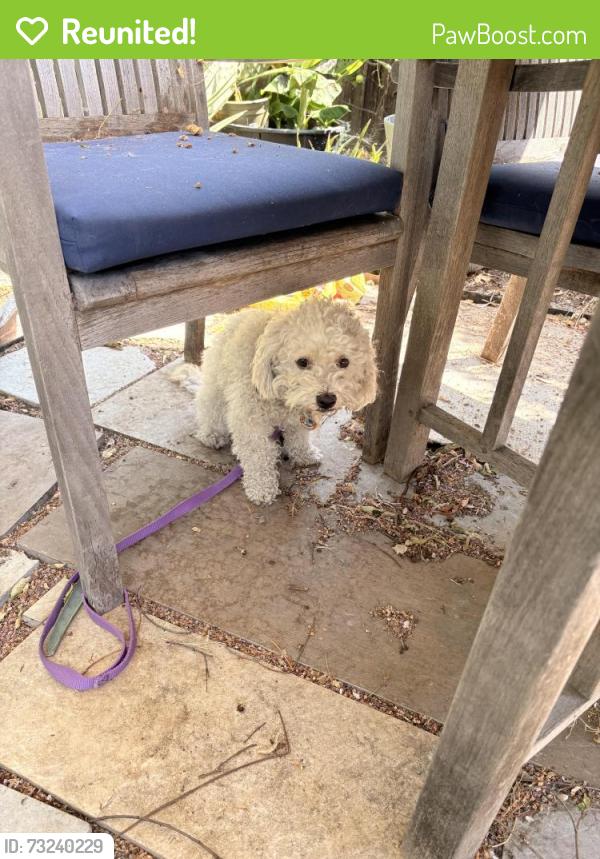 Reunited Male Dog last seen Robin lane and Virginia lane, Concord, CA 94520