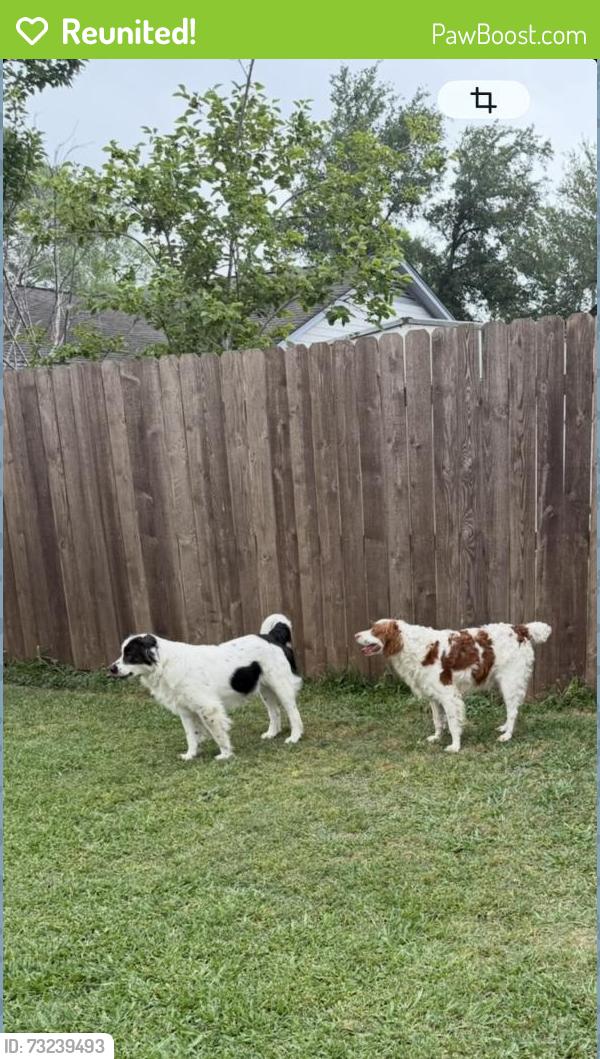 Reunited Male Dog last seen Near Sagemeadow Ln, Houston, TX 77089, USA, Houston, TX 77089