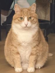 Lost Male Cat last seen Sneaked out from home, 3187 Cowley Way, San Diego, CA 92117