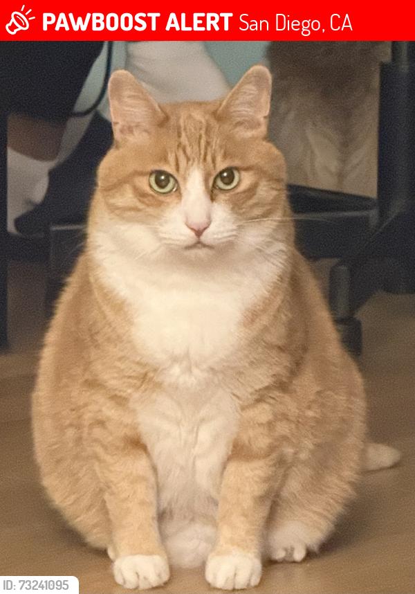 Lost Male Cat last seen Sneaked out from home, 3187 Cowley Way, San Diego, CA 92117