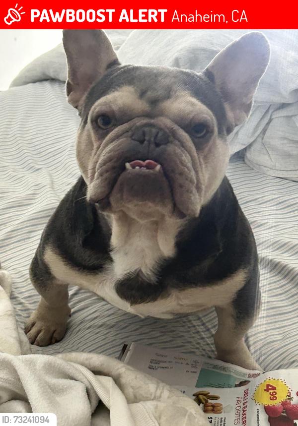Lost Male Dog last seen Spinnaker st and Simmons st, Anaheim, CA 92802