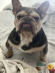 Lost Male Dog last seen Spinnaker st and Simmons st, Anaheim, CA 92802