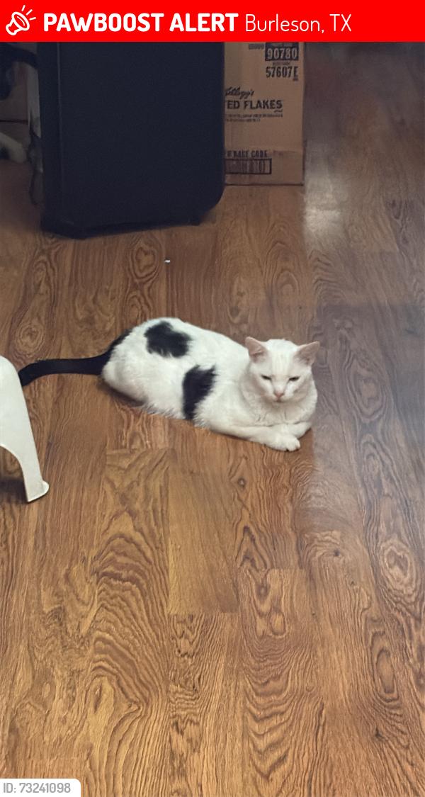 Lost Male Cat last seen nw renfro st, Burleson, TX 76028