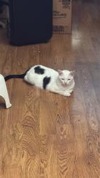 Lost Male Cat last seen nw renfro st, Burleson, TX 76028