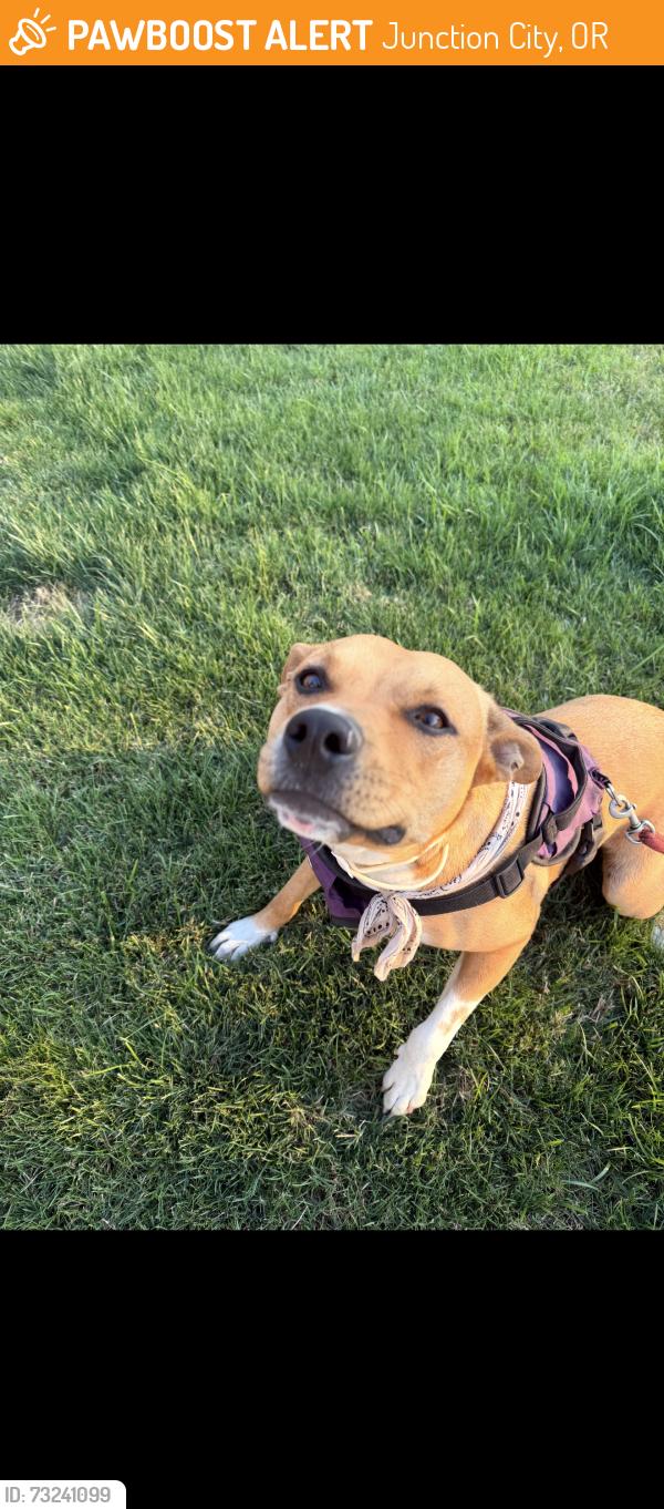 Found/Stray Female Dog last seen 10th, Junction City, OR 97448