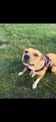 Found/Stray Female Dog last seen 10th, Junction City, OR 97448