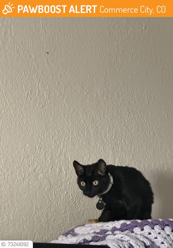 Found/Stray Female Cat last seen Near ND Kearney, Commerce City, CO 80022