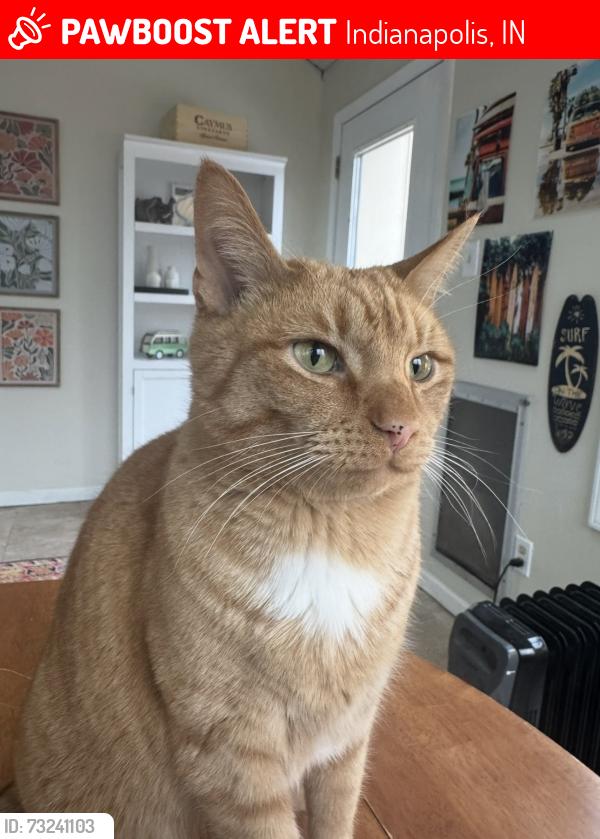 Lost Male Cat last seen East 80th Street and Keystone Ave 46240, Indianapolis, IN 46240