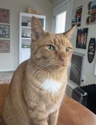 Lost Male Cat last seen East 80th Street and Keystone Ave 46240, Indianapolis, IN 46240