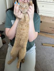 Reunited Male Cat last seen Mahon Dr, Reno, NV 89506