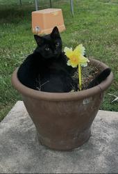Reunited Male Cat last seen Street Rd and Willopenn Dr, Southampton, PA 18966