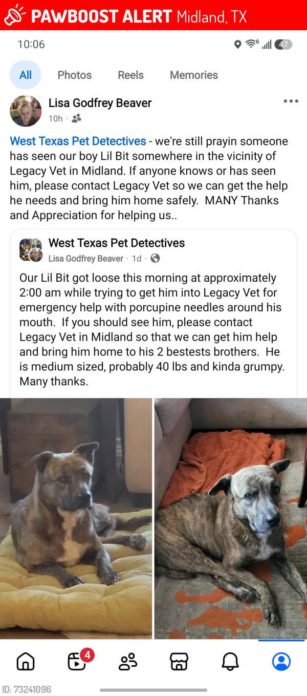 Lost Male Dog last seen Legacy Animal Emergency hosp, Midland, TX 79705