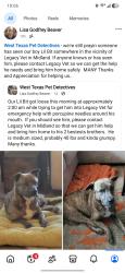 Lost Male Dog last seen Legacy Animal Emergency hosp, Midland, TX 79705