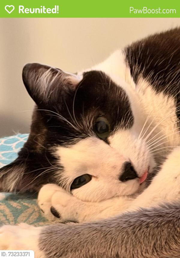 Reunited Male Cat last seen Shelburne Court, Centreville, VA 20120