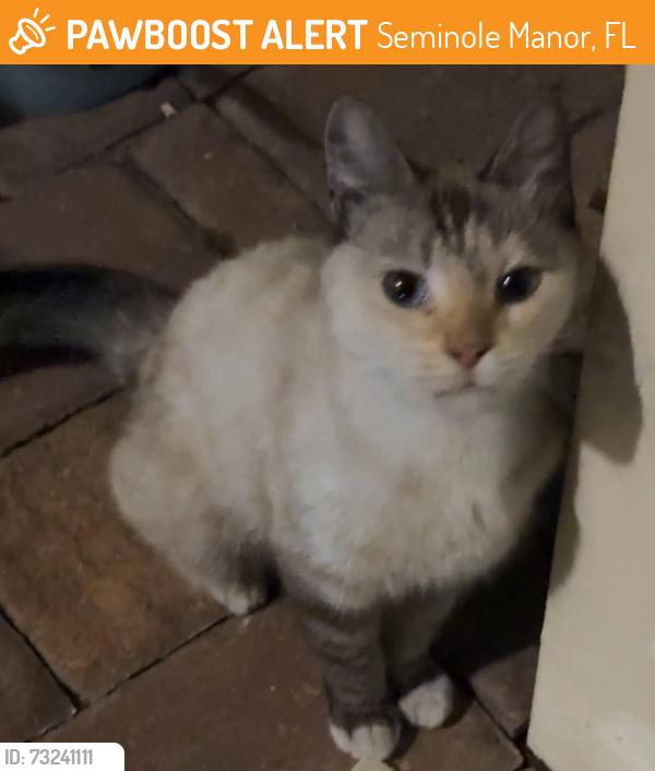 Found/Stray Unknown Cat last seen Santaluces High School, Seminole Manor, FL 33462