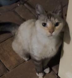Found/Stray Unknown Cat last seen Santaluces High School, Seminole Manor, FL 33462