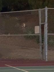 Found/Stray Unknown Cat last seen Tennis courts Boys and Girls Club, San Clemente, CA 92672