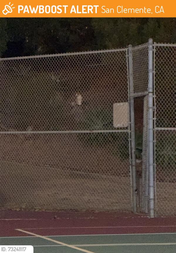 Found/Stray Unknown Cat last seen Tennis courts Boys and Girls Club, San Clemente, CA 92672