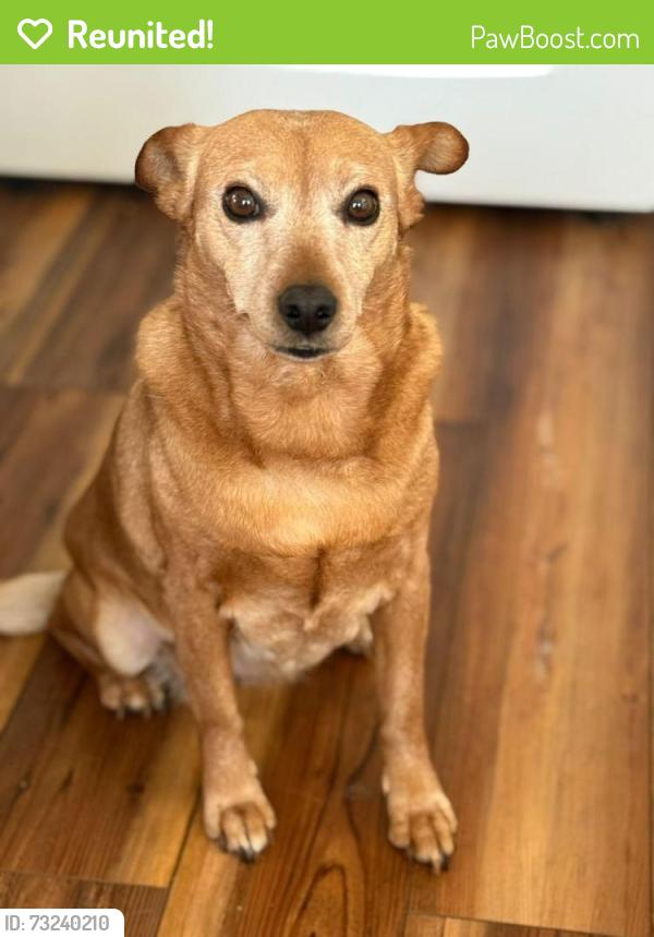 Reunited Female Dog last seen Bojangles of 2801 Guess Rd, Durham, NC 27705, Durham, NC 27705