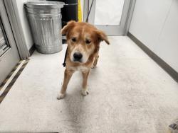 Shelter Stray Male Dog last seen , 11361 W Pico Blvd, Los Angeles, CA 90064, USA