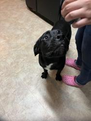 Found/Stray Male Dog last seen E Dewey St, Malakoff, TX 75148