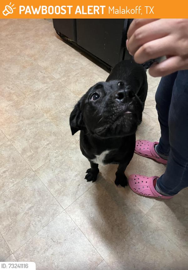 Found/Stray Male Dog last seen E Dewey St, Malakoff, TX 75148