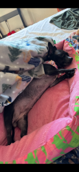 Lost Female Dog last seen Near crest view neighborhood, Temple, TX 76501