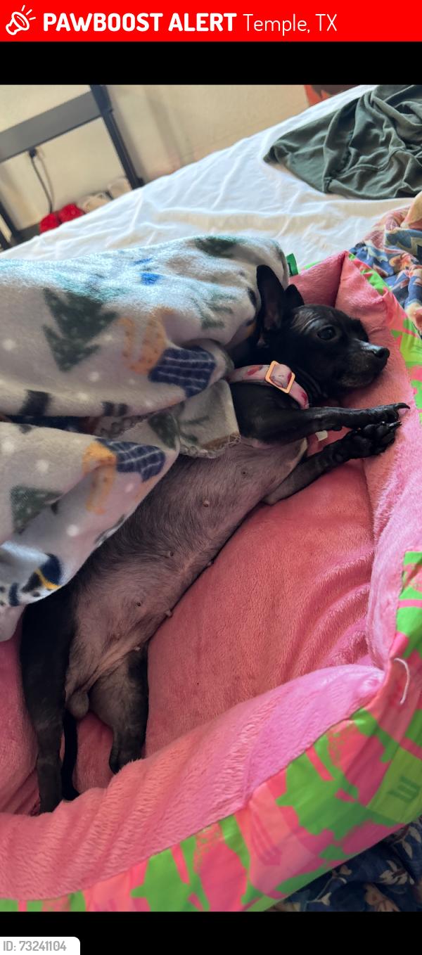 Lost Female Dog last seen Near crest view neighborhood, Temple, TX 76501