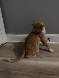 Reunited Male Cat last seen Air Harbor Airport, Greensboro, NC 27455