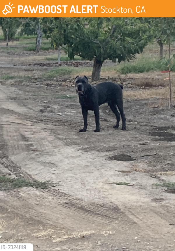 Found/Stray Male Dog last seen Hwy 89, Stockton, CA 95215