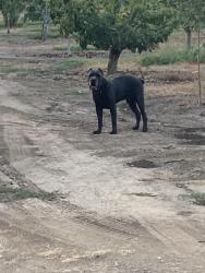 Found/Stray Male Dog last seen Hwy 89, Stockton, CA 95215