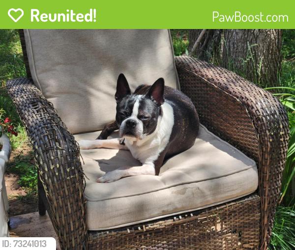 Reunited Male Dog last seen Near Aly May, Austin, TX 78748