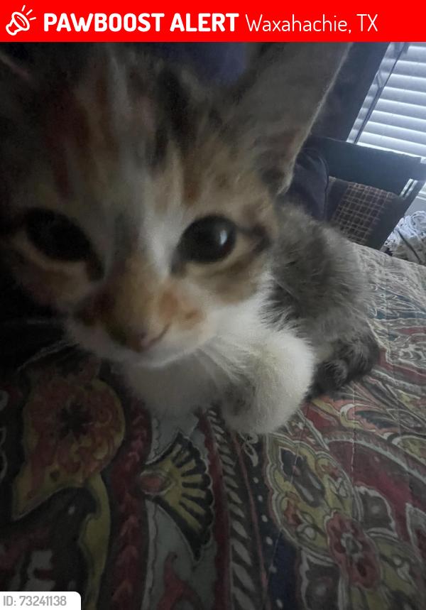 Lost Female Cat last seen Last seen in Crystal cove by the lake in Waxahachie, Waxahachie, TX 75165