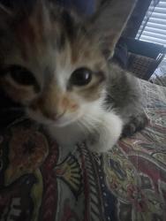 Lost Female Cat last seen Last seen in Crystal cove by the lake in Waxahachie, Waxahachie, TX 75165
