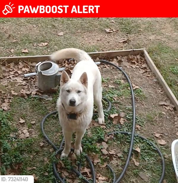 Lost Male Dog last seen Im not sure, North Little Rock, AR 72118