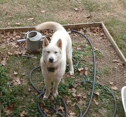 Lost Male Dog last seen Im not sure, North Little Rock, AR 72118