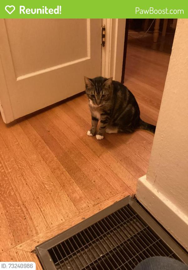 Reunited Female Cat last seen 16th Ave between 85th and 86th Street NE, Seattle, WA 98115