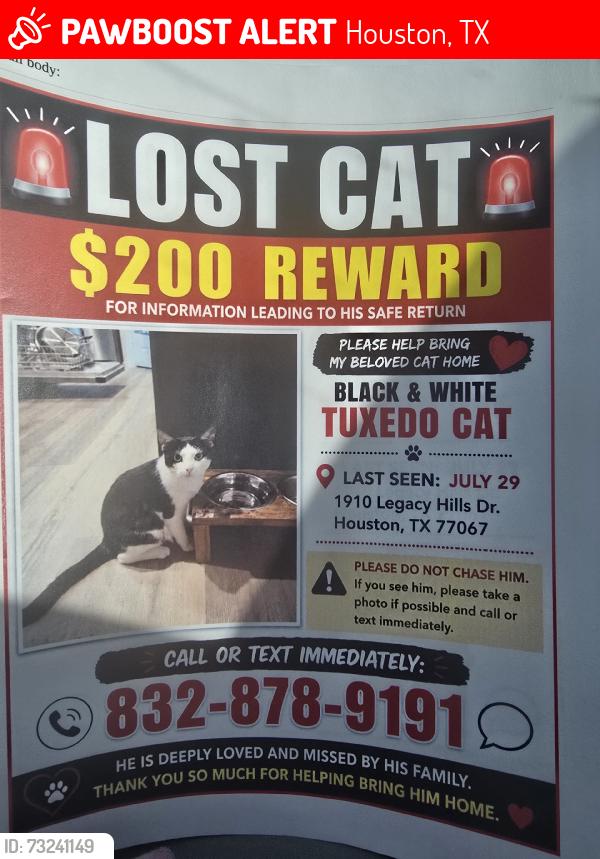 Lost Male Cat last seen Spears Rd, Houston, TX 77067