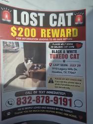 Lost Male Cat last seen Spears Rd, Houston, TX 77067
