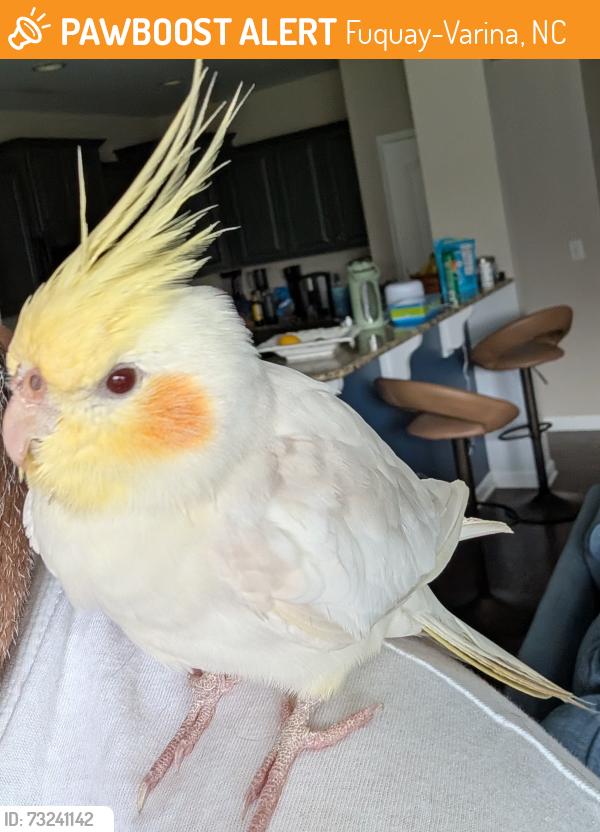Found/Stray Unknown Bird last seen Harvest Point Dr, Fuquay-Varina, NC 27526