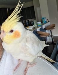Found/Stray Unknown Bird last seen Harvest Point Dr, Fuquay-Varina, NC 27526