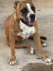 Found/Stray Female Dog last seen All around the apmts, Arlington, TX 76015