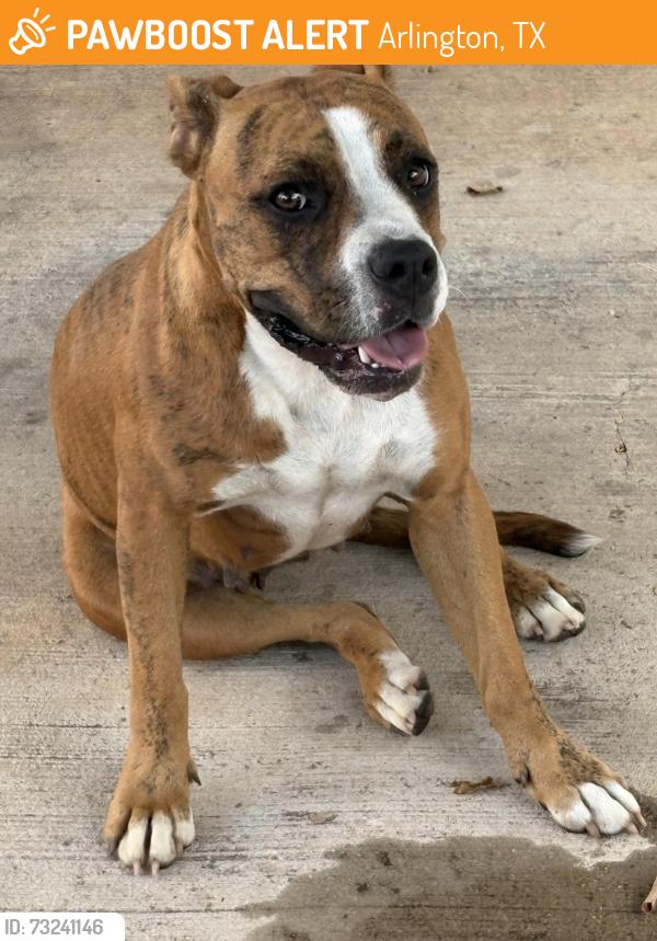 Found/Stray Female Dog last seen All around the apmts, Arlington, TX 76015