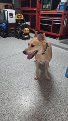 Found/Stray Male Dog last seen 102nd LN & Hughes, Tolleson, AZ 85353