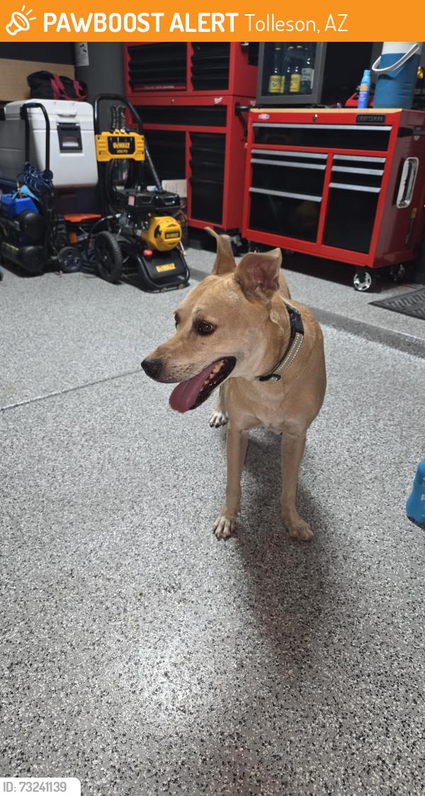 Found/Stray Male Dog last seen 102nd LN & Hughes, Tolleson, AZ 85353