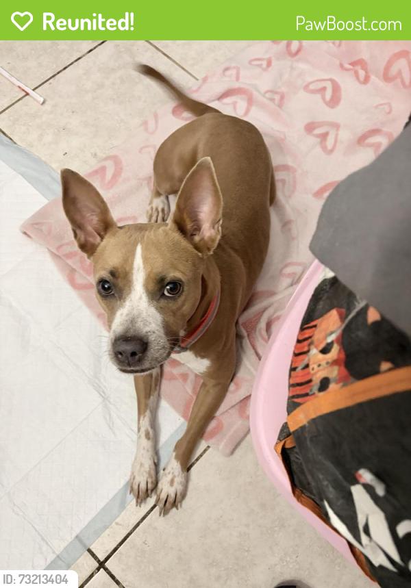 Reunited Female Dog last seen Mowery drive, Homestead, FL 33030