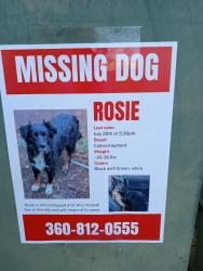 Reunited Female Dog last seen E.Kellog/Meridian, Bellingham, WA 98226