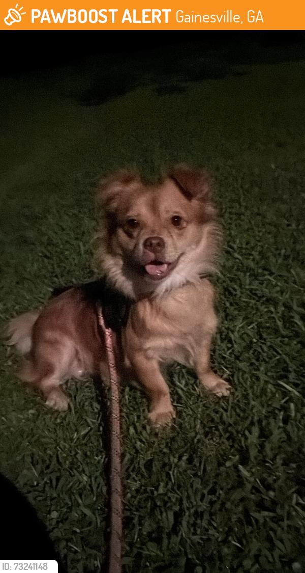 Found/Stray Male Dog last seen Atlanta Highway, Gainesville, GA 30503