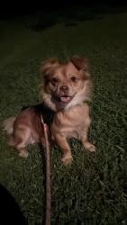 Found/Stray Male Dog last seen Atlanta Highway, Gainesville, GA 30503